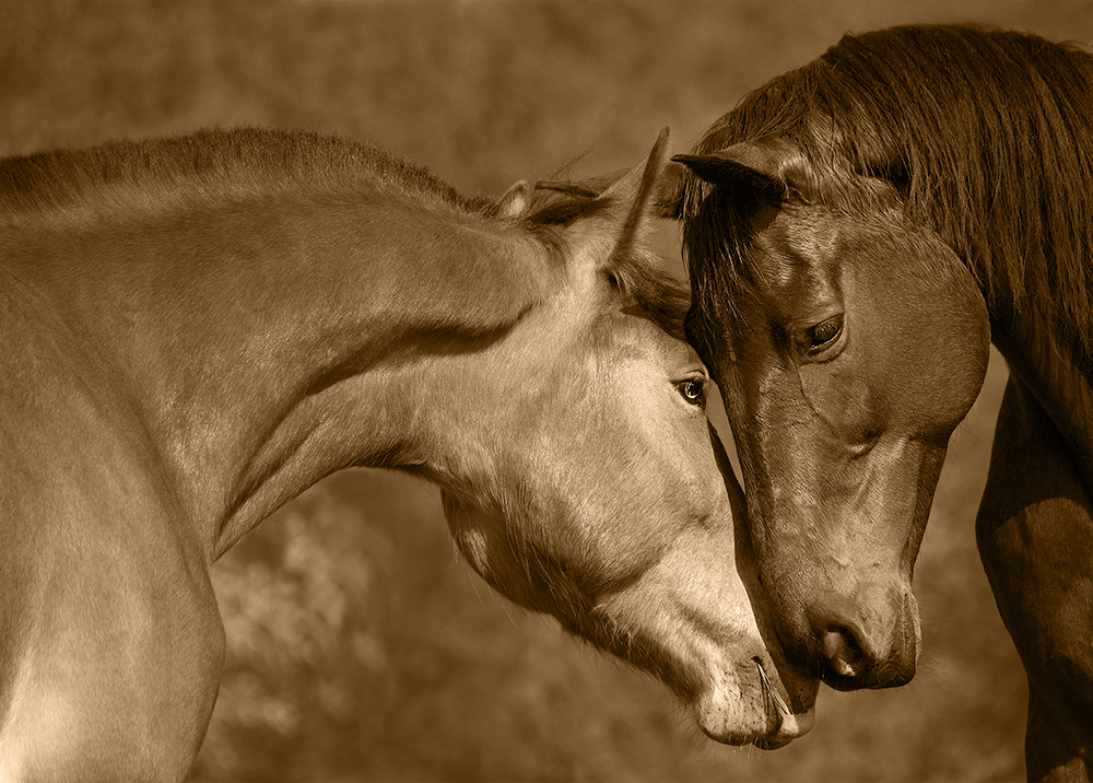 FOND_2 BIS anatomie du cheval