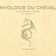 anatomie du cheval