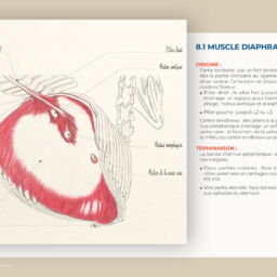 anatomie du cheval