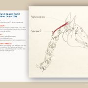 anatomie du cheval