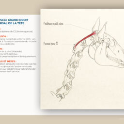 anatomie du cheval