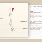 anatomie du cheval