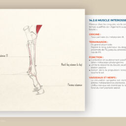 anatomie du cheval