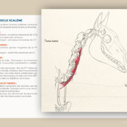 anatomie du cheval