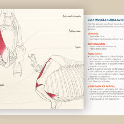 anatomie du cheval