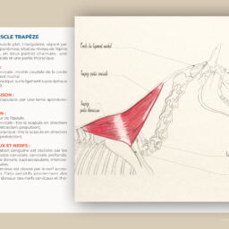 anatomie du cheval