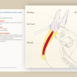 anatomie du cheval