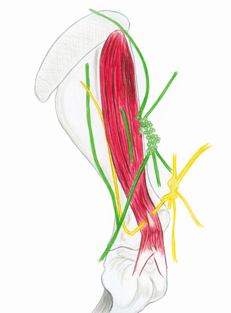 anatomie du cheval