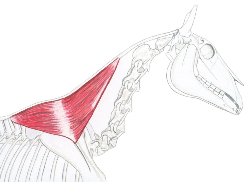 anatomie du cheval