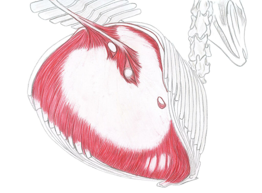 anatomie du cheval