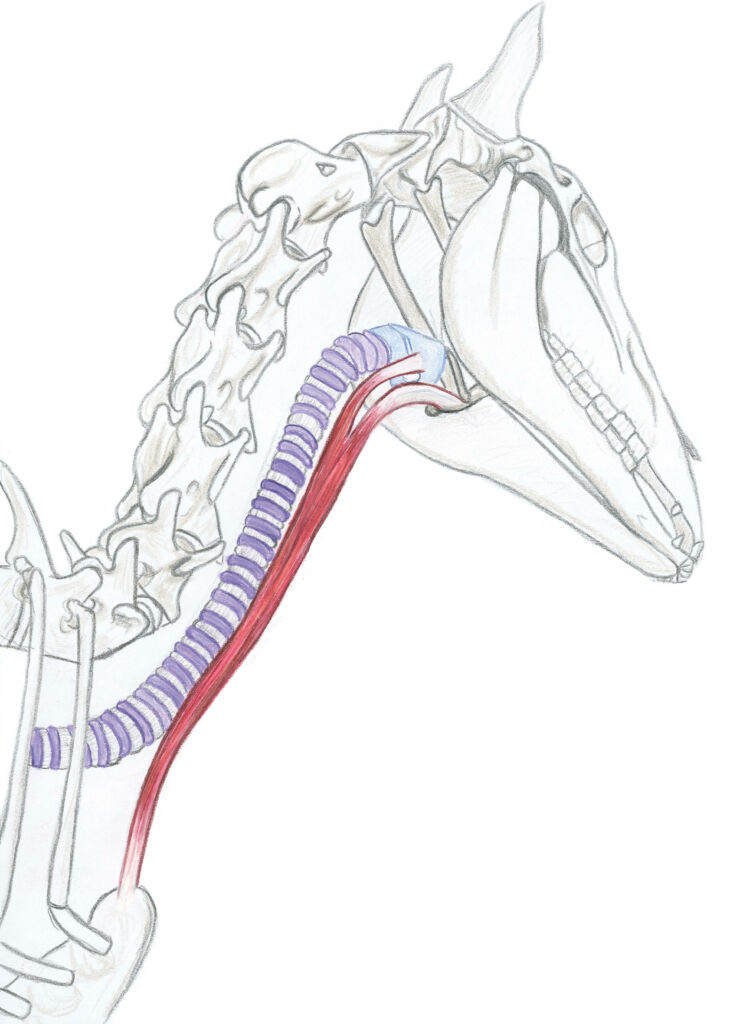 anatomie du cheval