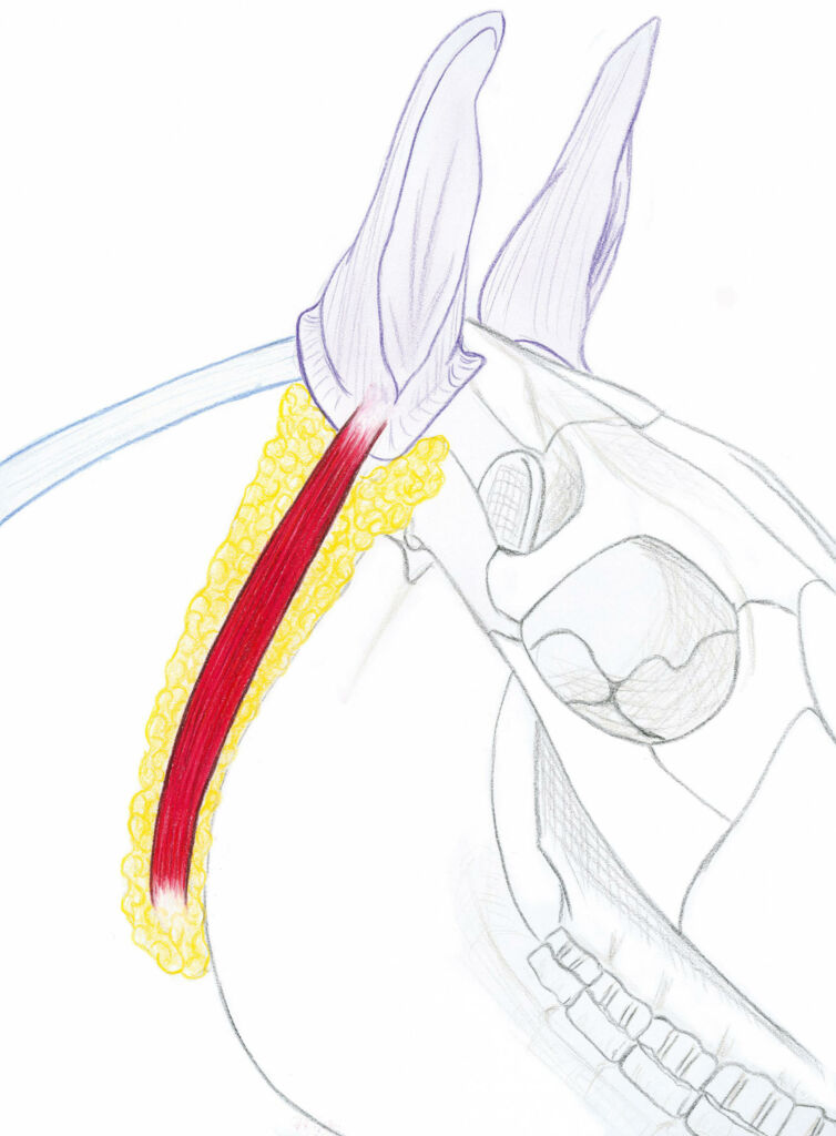 anatomie du cheval