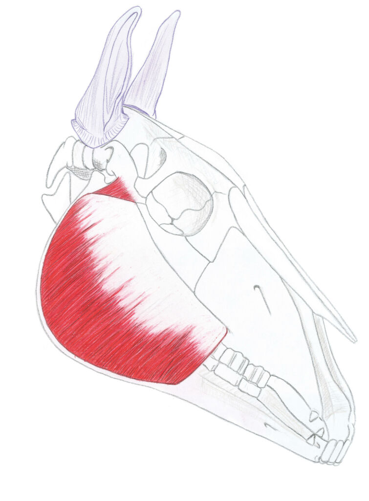 anatomie du cheval