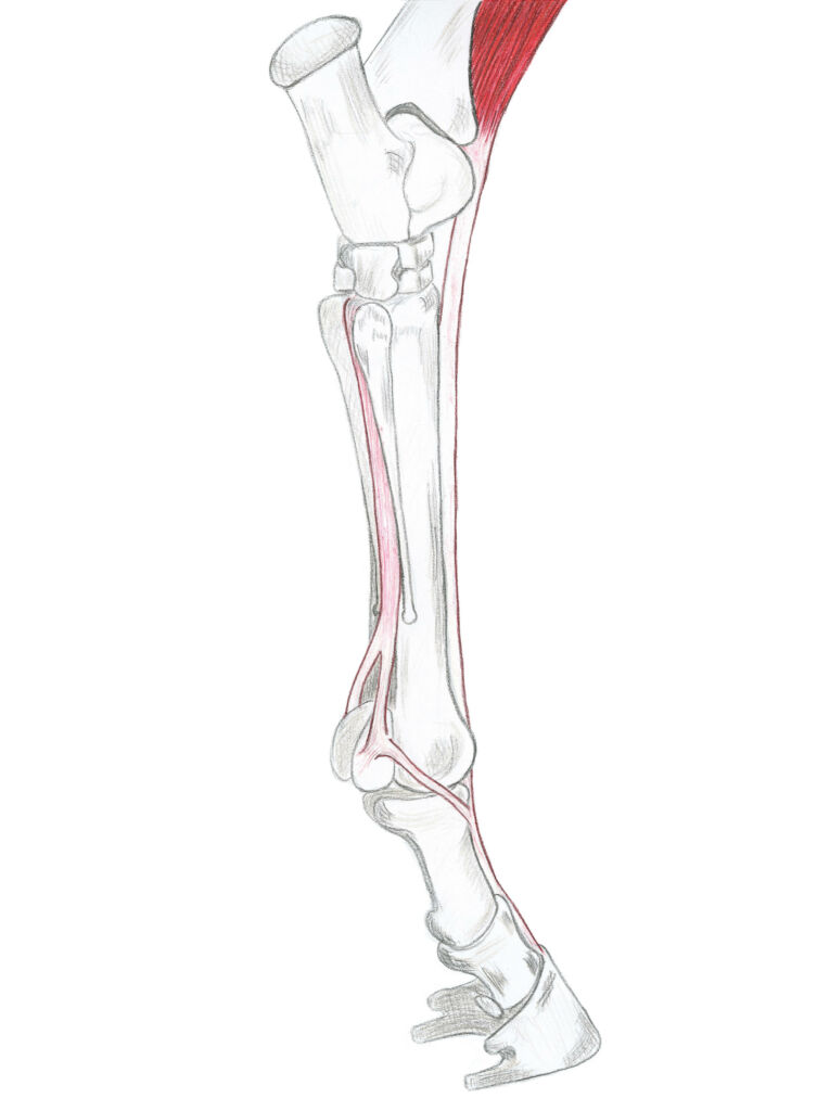 anatomie du cheval