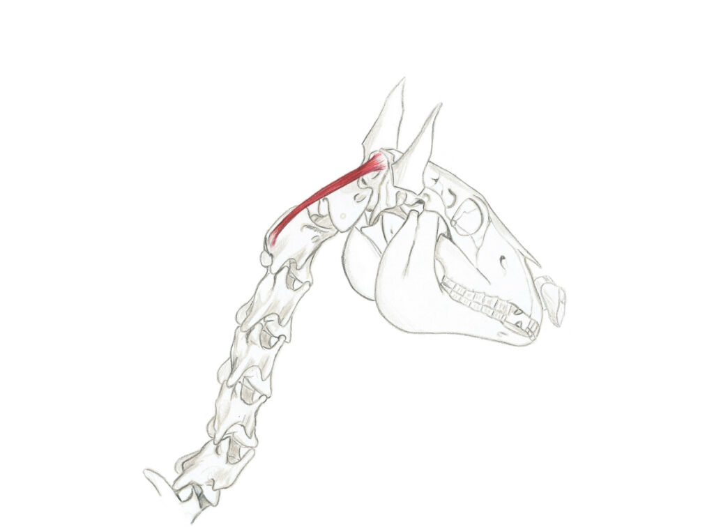 anatomie du cheval