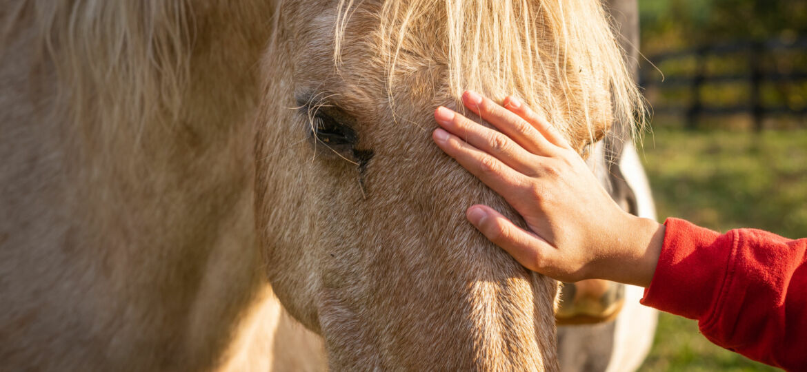 Owner stroking the horse on an animal farm