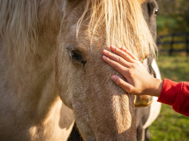 Owner stroking the horse on an animal farm