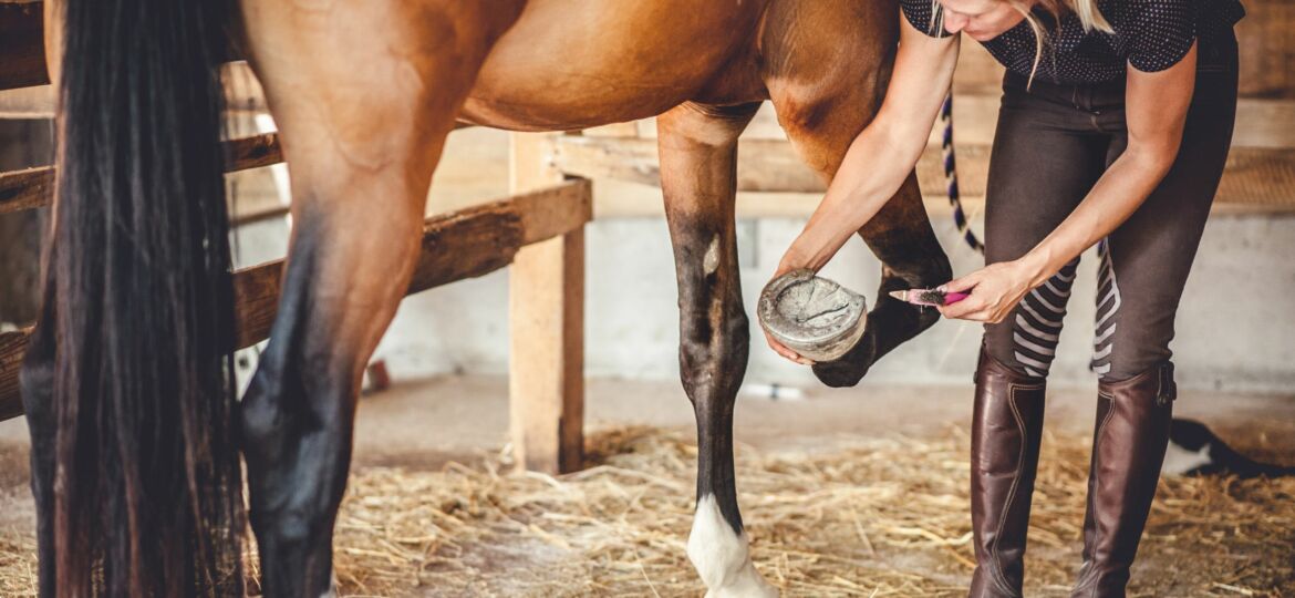 shoeing a horse