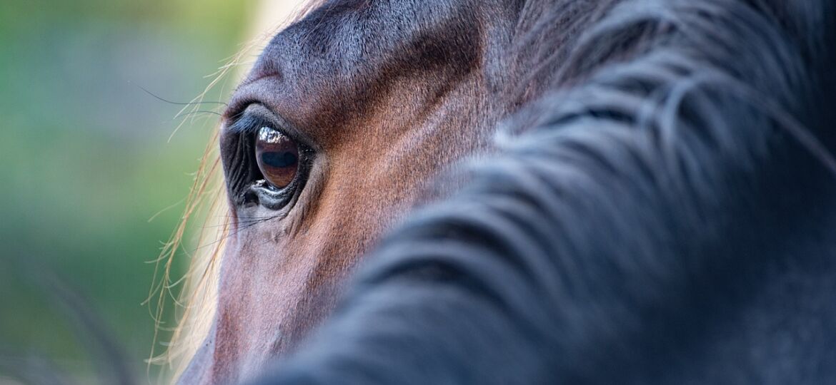 vision du cheval