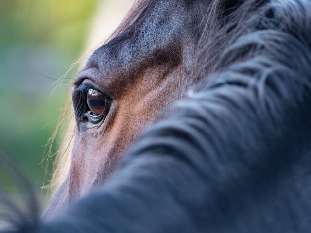 vision du cheval