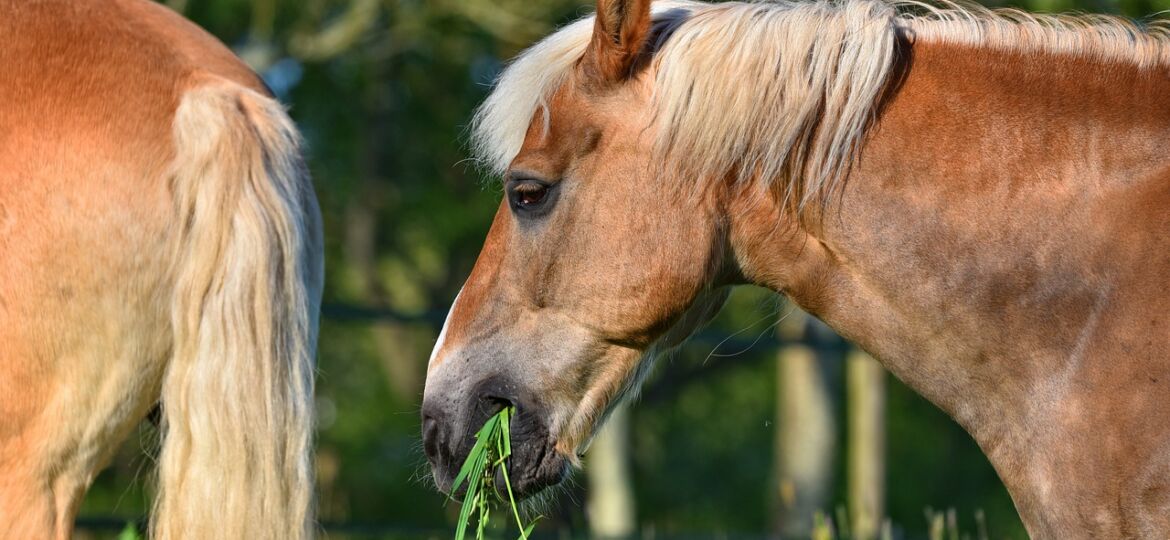 alimentation du cheval