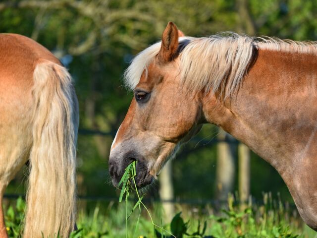 alimentation du cheval