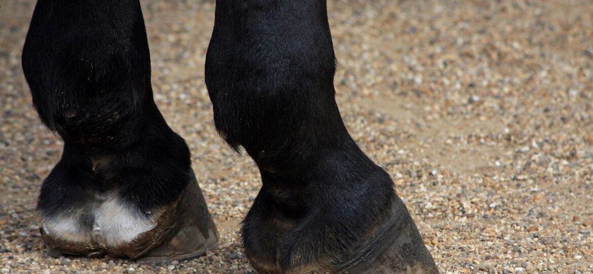 horses-hooves-164940_1280