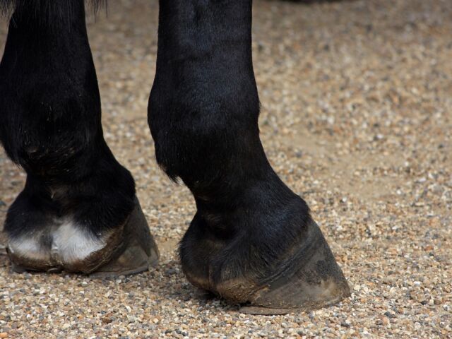 horses-hooves-164940_1280