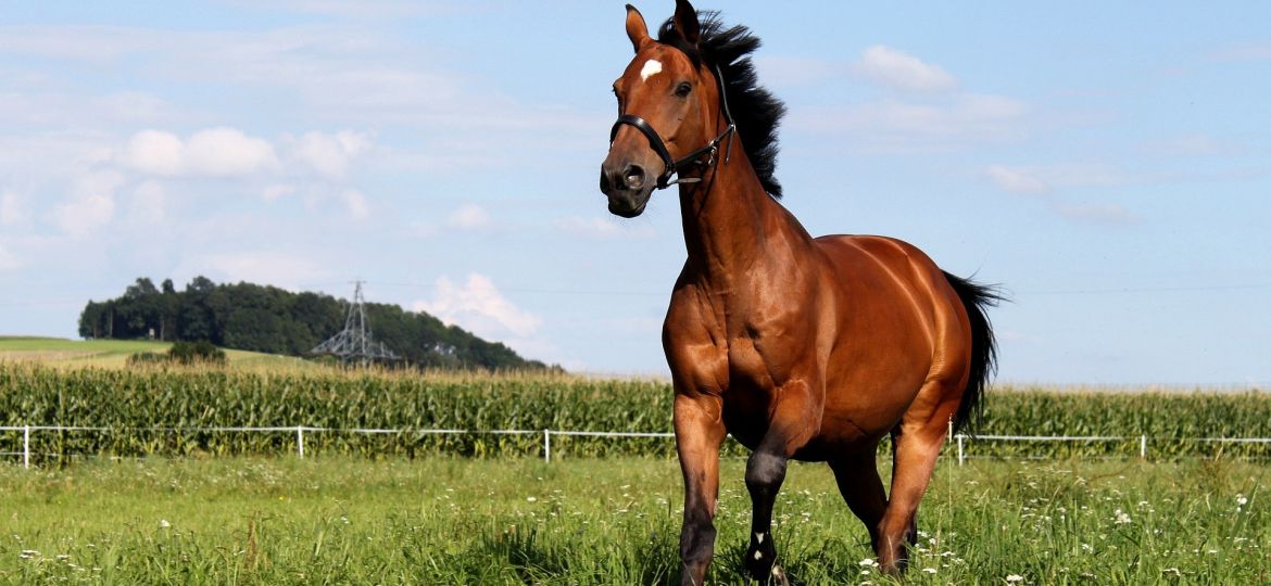 allure du cheval amble