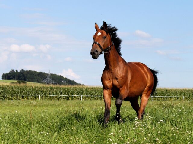 allure du cheval amble