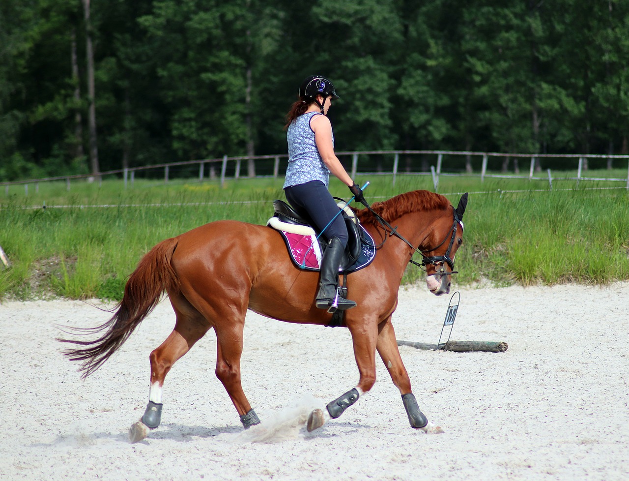 Muscler le dos de son cheval | Anatomie et myologie