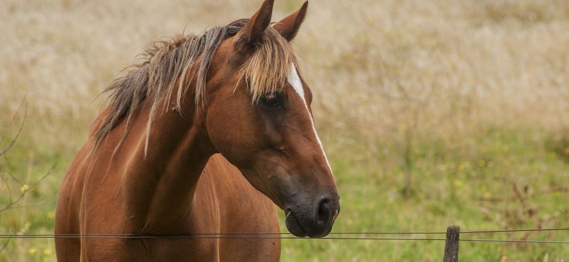 douleur cheval