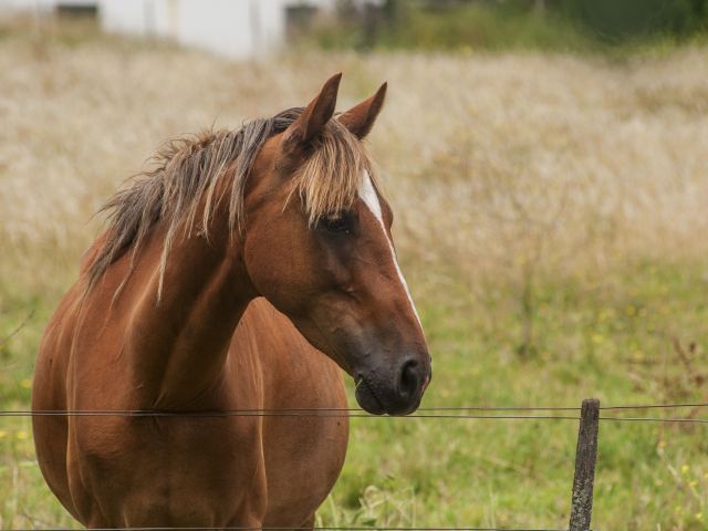 douleur cheval