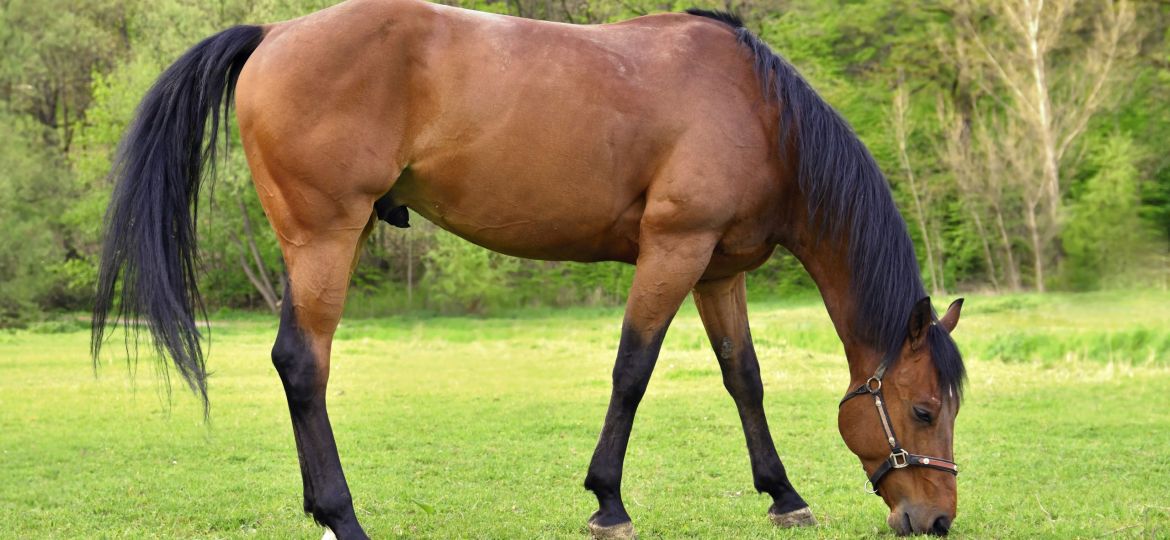 equine myositis