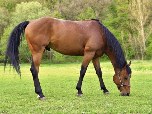 equine myositis