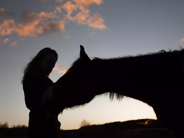 anxious horse