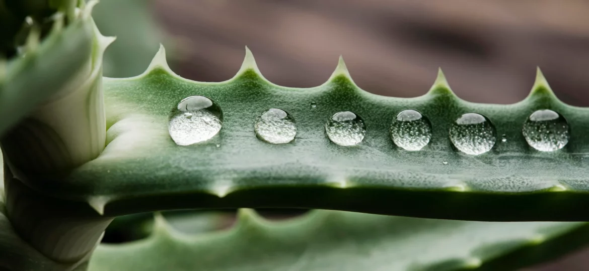 Phytotherapy for horses