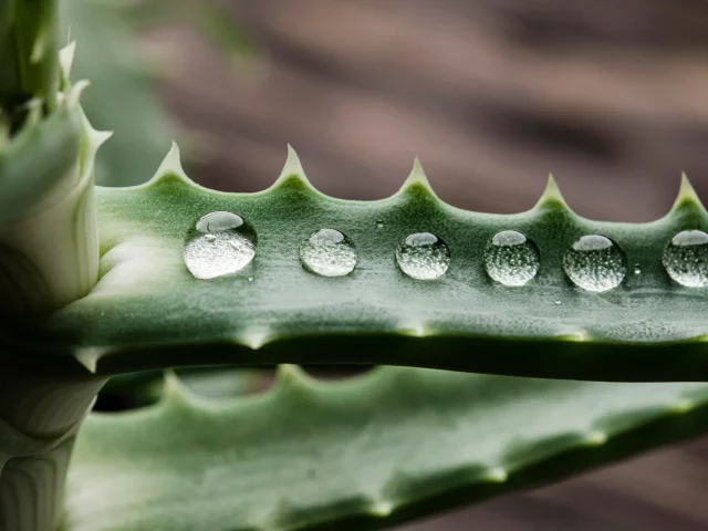 Phytotherapy for horses