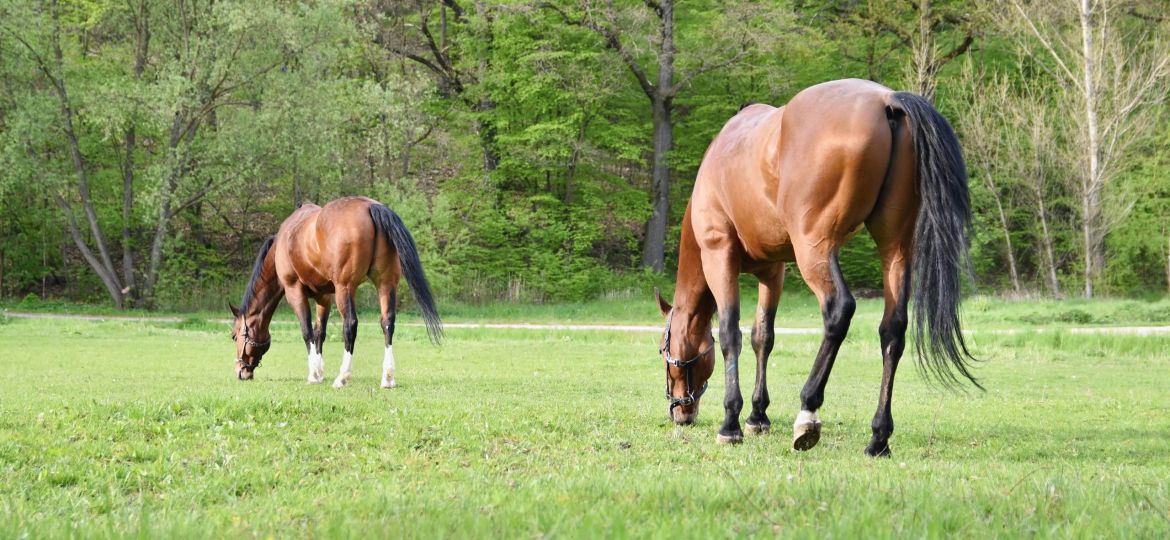 apprendre myologie du cheval