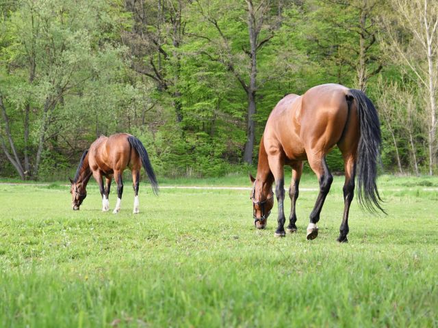 apprendre myologie du cheval