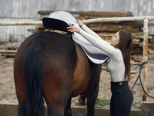 equine thermotherapy