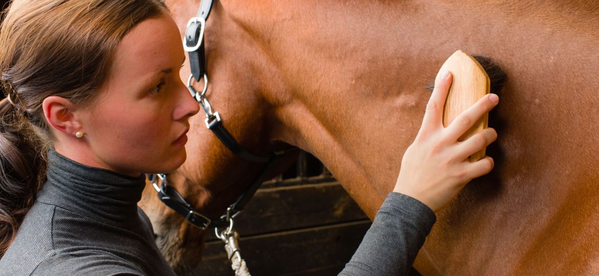 soin cheval