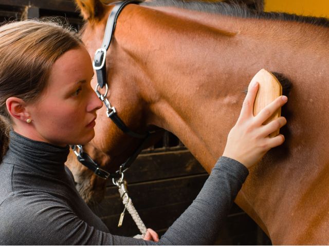 soin cheval