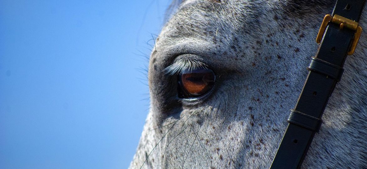 horse-5632882_1280