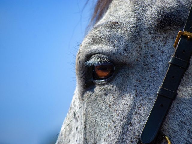 horse-5632882_1280
