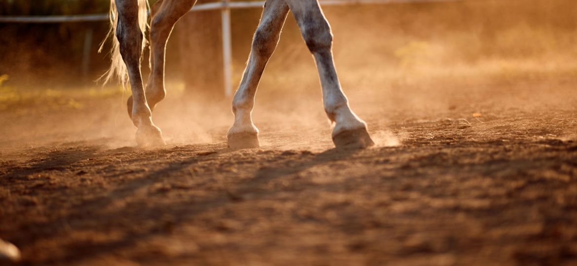 Lameness in horses
