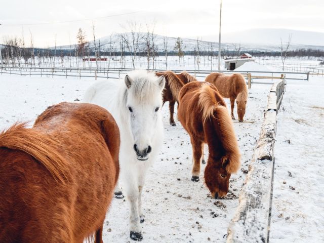 masser-son-cheval-en-hiver