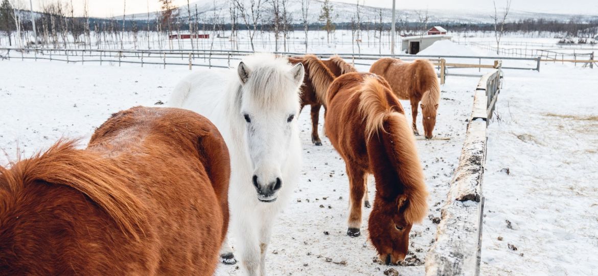 masser son cheval en hiver