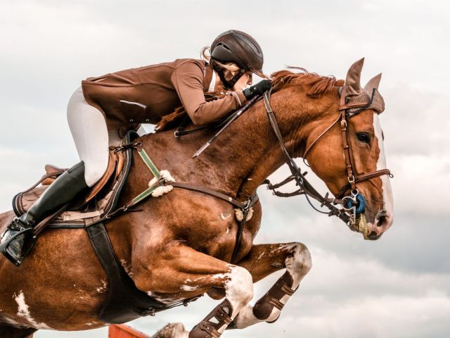 equine wellbeing