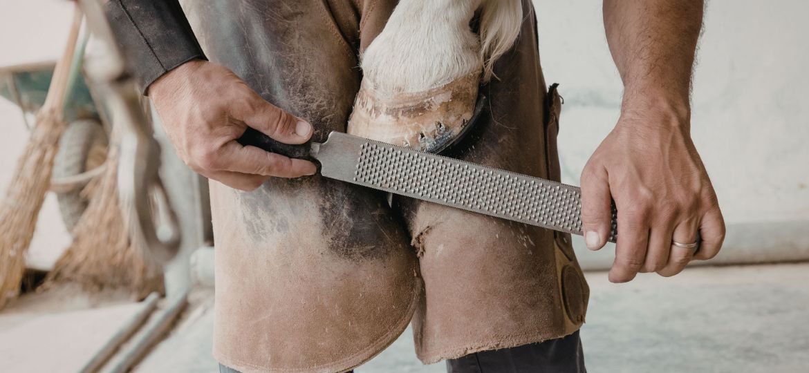 Barefoot or shod horse